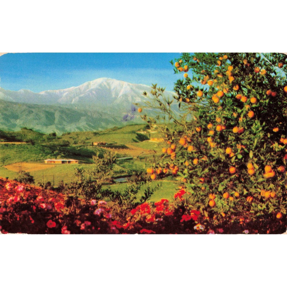 Winter in Southern California CA Orange Groves Snow Mountain Chrome Postcard